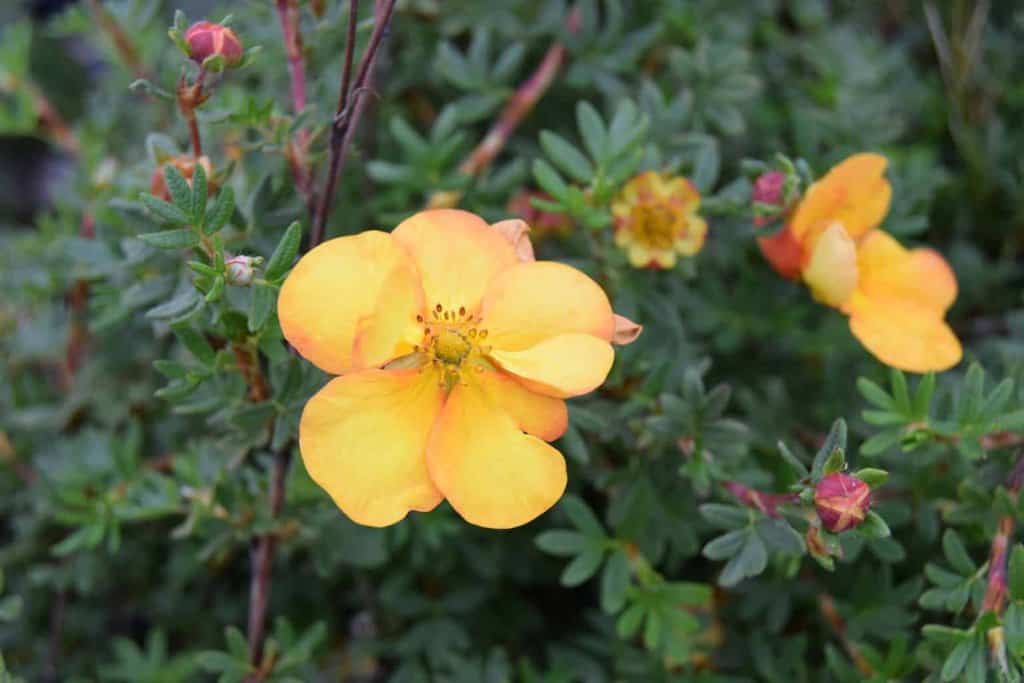 Potentilla fruticosa 'Tangerine' 20-30 cm